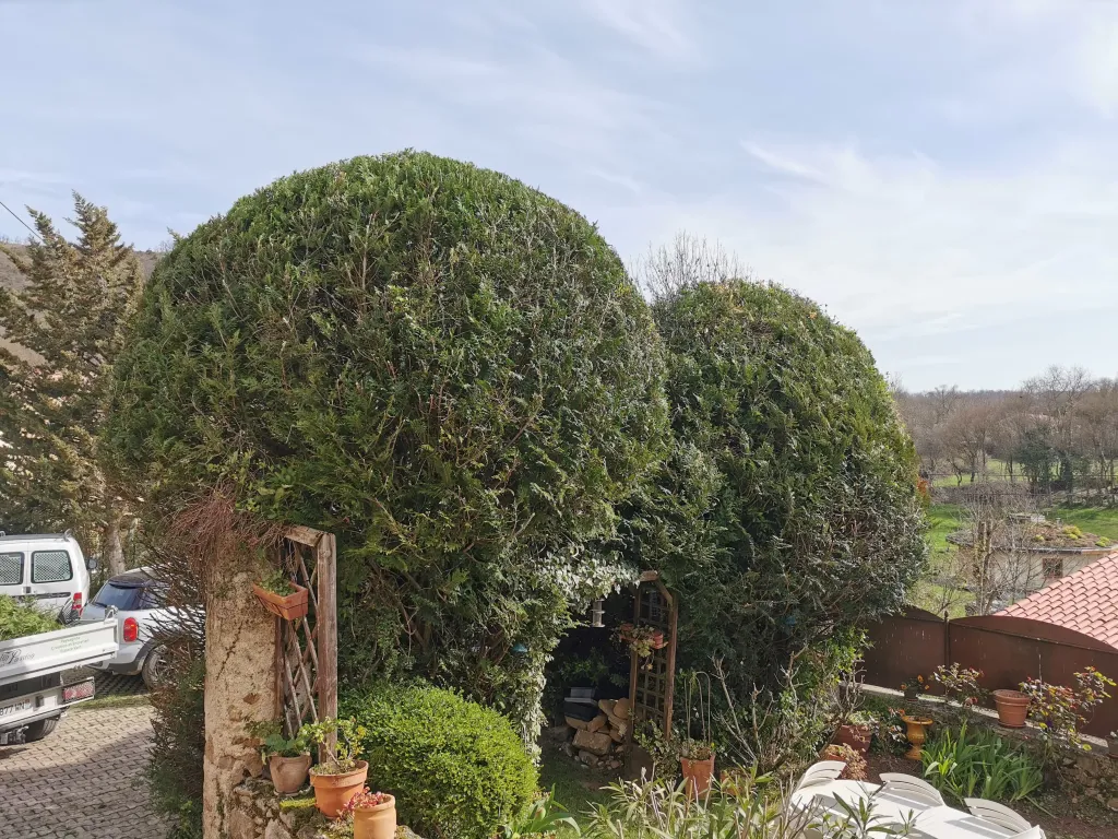 Taille en topiaire à Mirepoix